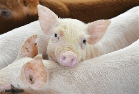 Why Are Antibiotics Given To Healthy Farm Animals